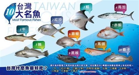 劉賁 台灣魚排名